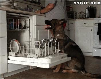 哪种狗狗最聪明又听话,什么样的狗狗聪明又听话