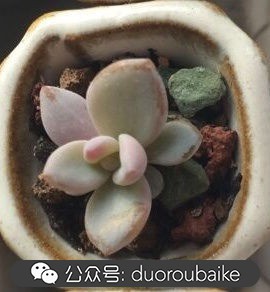 小盆多肉浸盆,小盆养多肉还用陶粒吗