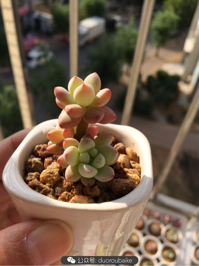 小盆多肉浸盆,小盆养多肉还用陶粒吗