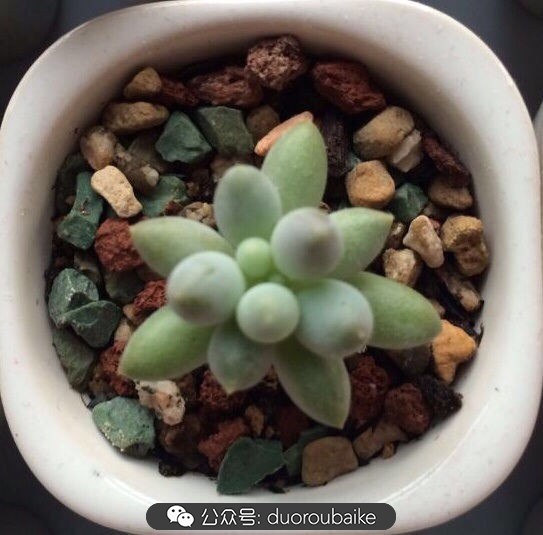 小盆多肉浸盆,小盆养多肉还用陶粒吗