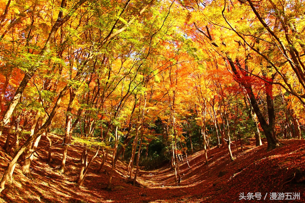 日本赏樱的最佳时间,日本赏枫最佳方法