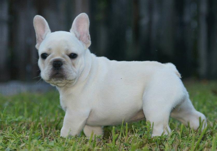 养斗牛犬应该注意什么,斗牛犬怎么养才好