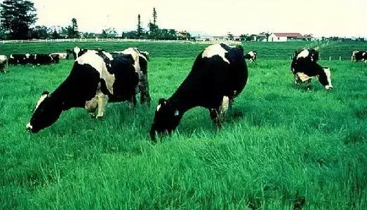 台湾初鹿牧场,台湾初鹿牧场在哪里