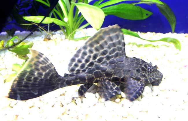 清道夫鱼有多脏,清道夫鱼的水族箱养殖技术