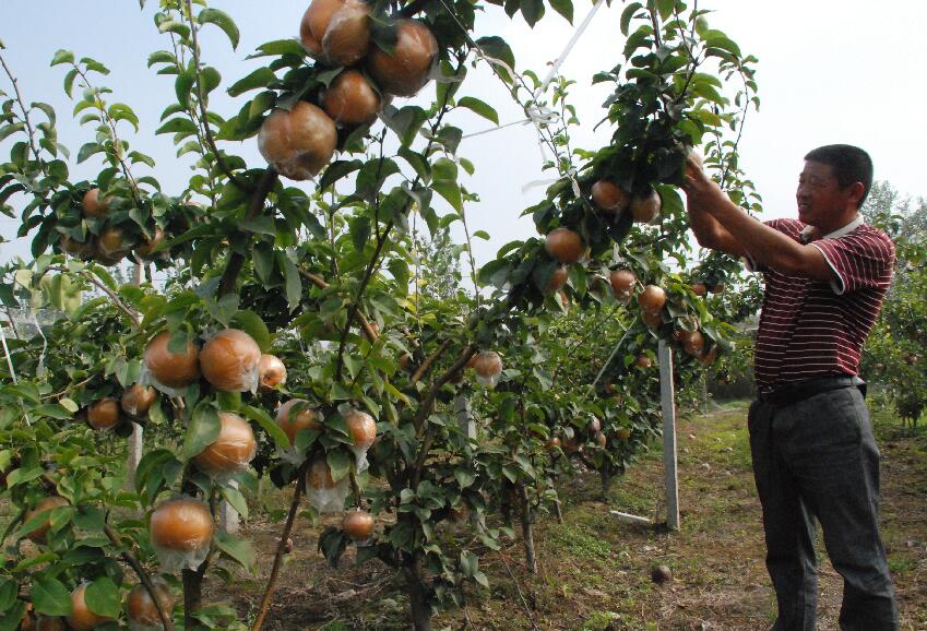 黄皮梨滞销果农,山东卖黄梨