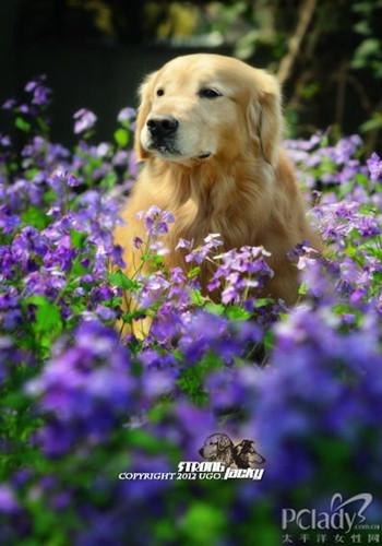 金毛犬训练方法免费教程,金毛犬好训练吗要怎么训练