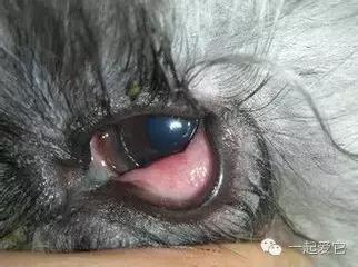 狗宠知识,养宠知识狗狗生病