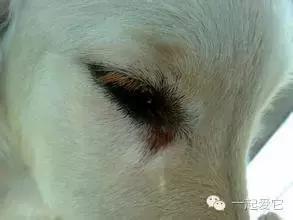 狗宠知识,养宠知识狗狗生病