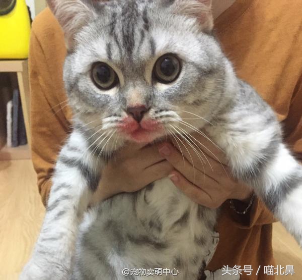 小猫吃猫砂会中毒吗,猫奴求助