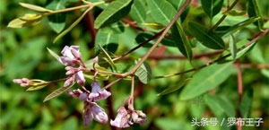 罗布麻茶有毒副作用吗,罗布麻茶真的很好吗