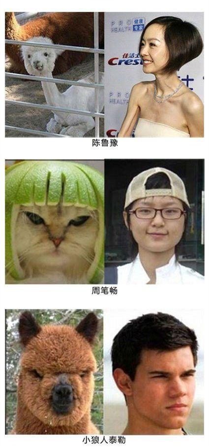 盘点十部感人的动物电影,动物主演的电影