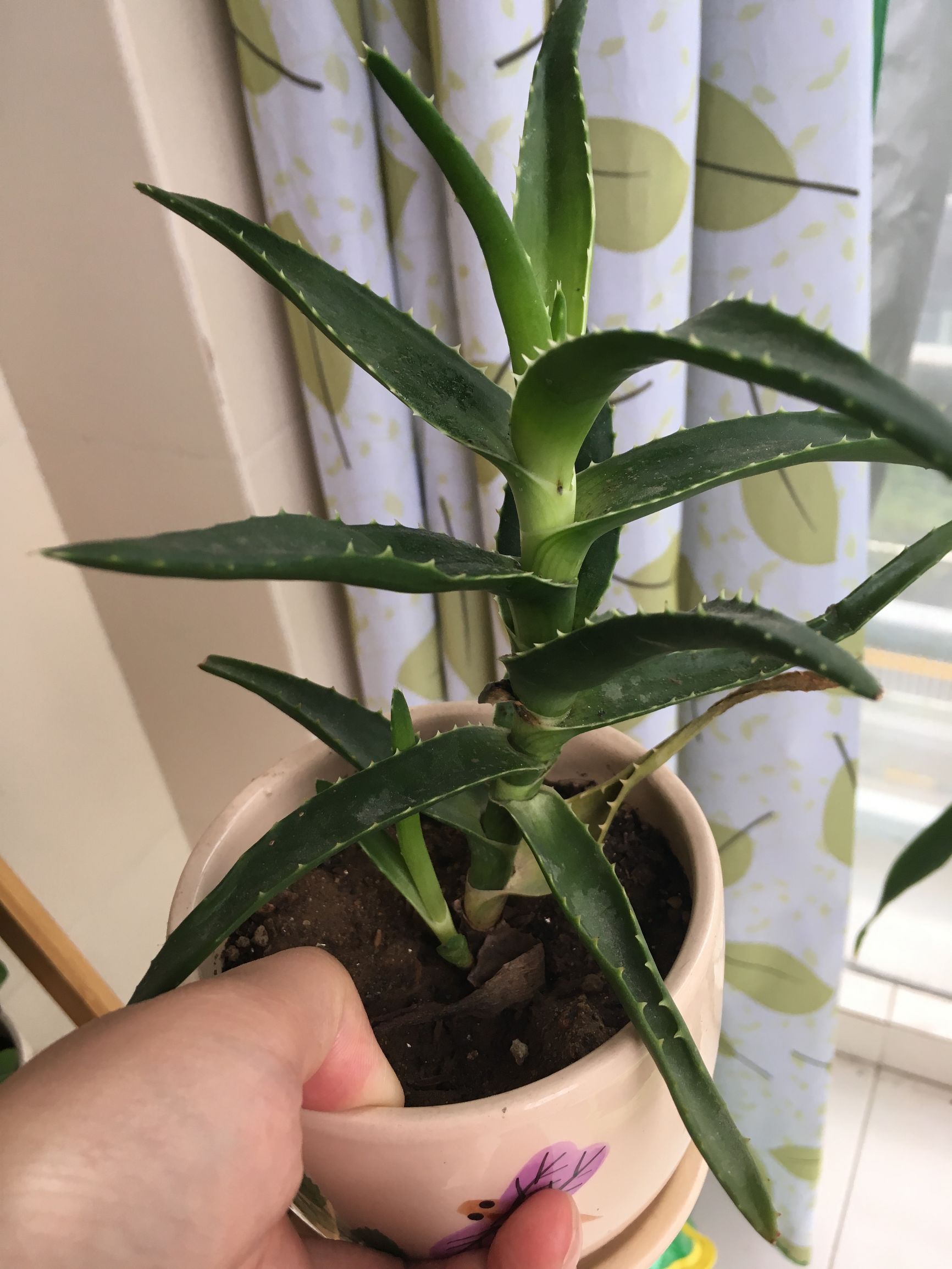 90后在阳台种菜,南京阳台种菜的真实感受