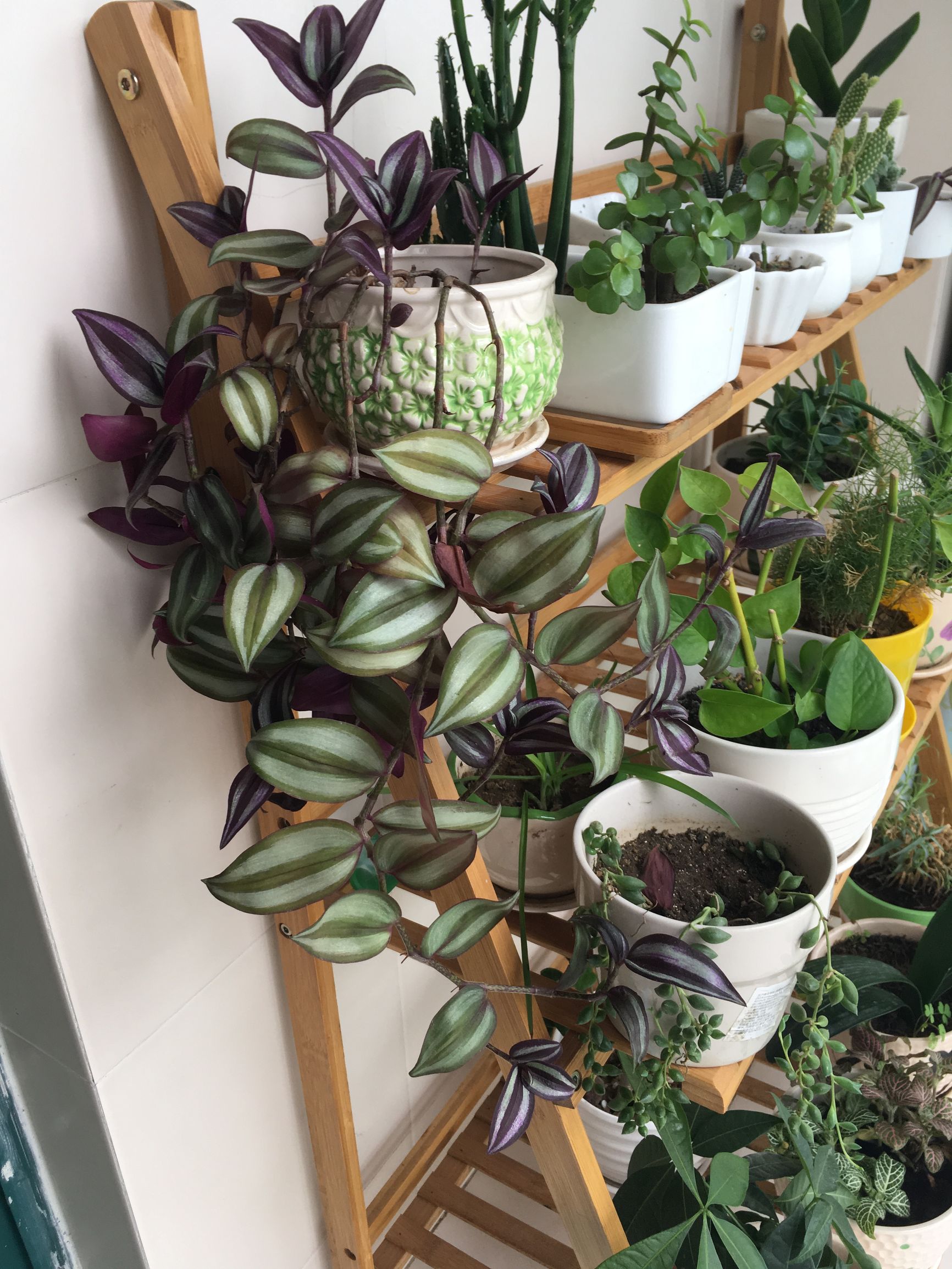 90后在阳台种菜,南京阳台种菜的真实感受