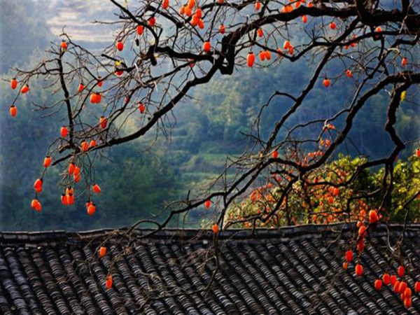 宁波周边秋季好去处,宁波秋季适合游玩的地方