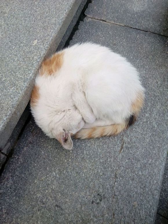 突然就想念起图书馆的那个猫副馆长了