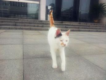 突然就想念起图书馆的那个猫副馆长了