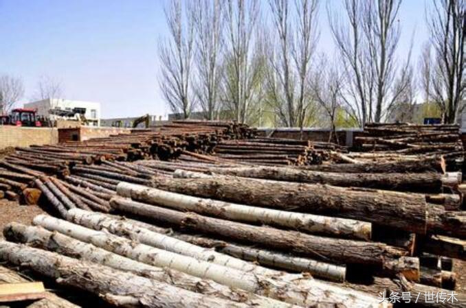 橡胶木真的没有甲醛吗,为什么现在家具都是用橡胶木