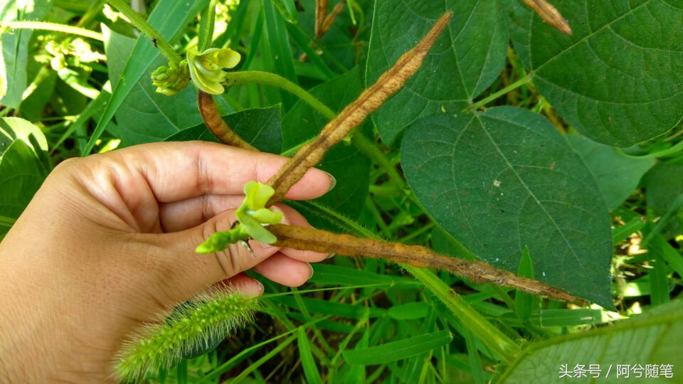 农业再发达,绿豆也要人工采摘,为啥呢?|阿兮随笔