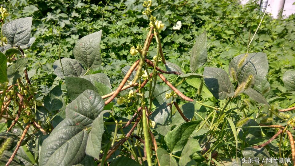 农业再发达,绿豆也要人工采摘,为啥呢?|阿兮随笔