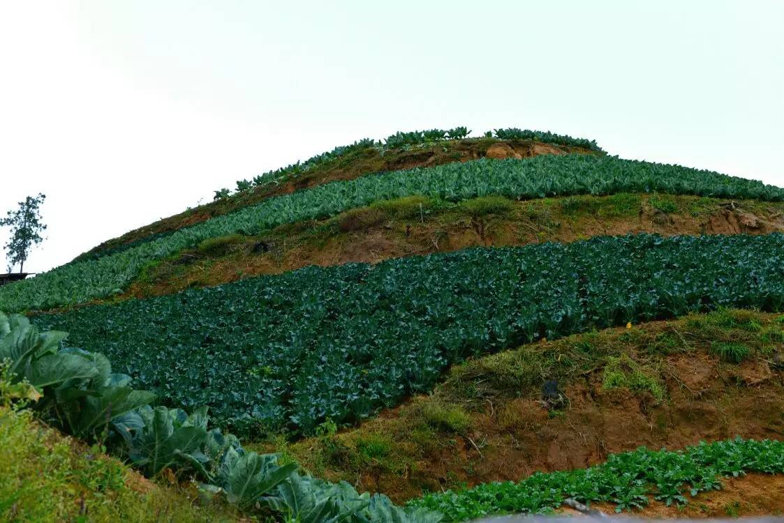 养鸡养羊还养生,德宏的这个地方,去了就不想走了!