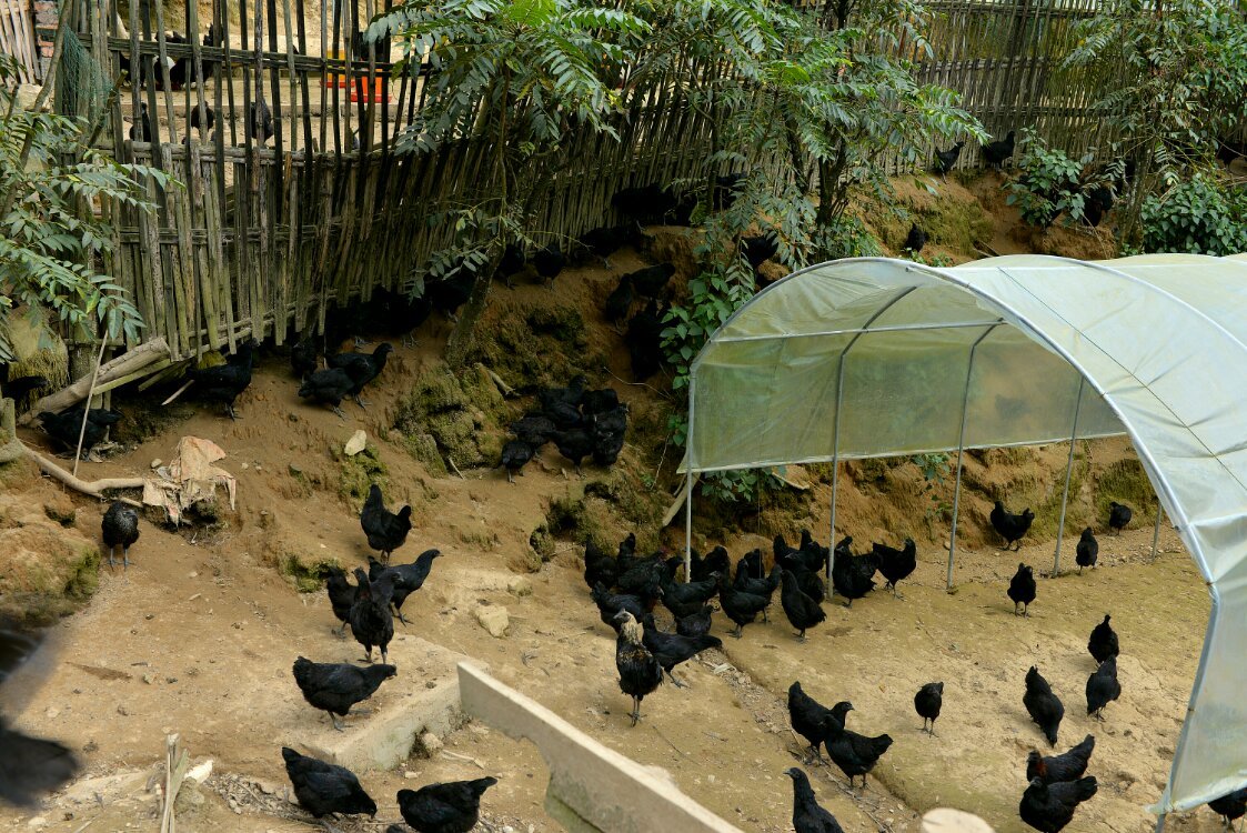 养鸡养羊还养生,德宏的这个地方,去了就不想走了!