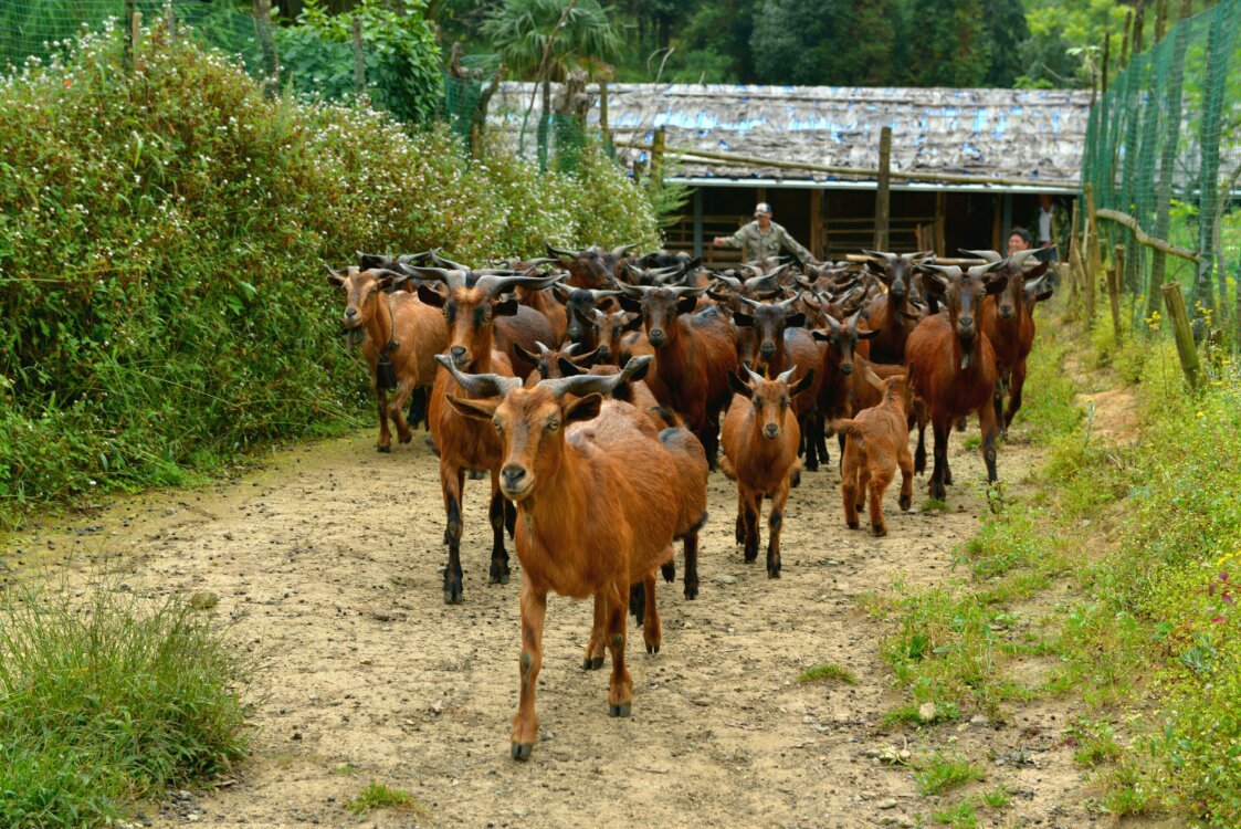 养鸡养羊还养生,德宏的这个地方,去了就不想走了!