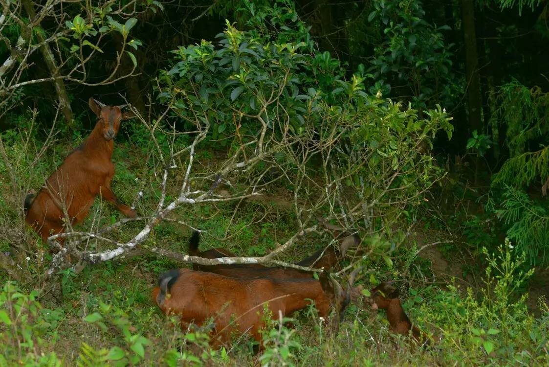 养鸡养羊还养生,德宏的这个地方,去了就不想走了!