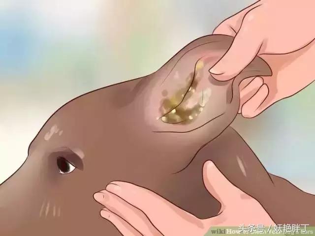 狗狗在家就可以做的体检方法!