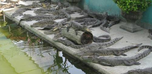 曼谷普吉岛七天旅游攻略,曼谷感受大自然的气息和美景