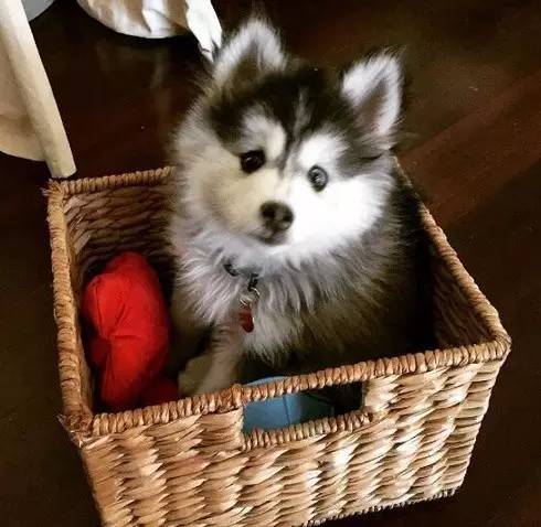 让哈士奇保持微笑一分钟,如何让哈士奇不再拆家