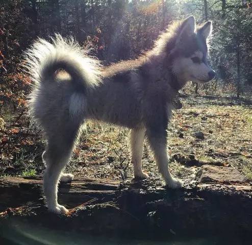 让哈士奇保持微笑一分钟,如何让哈士奇不再拆家