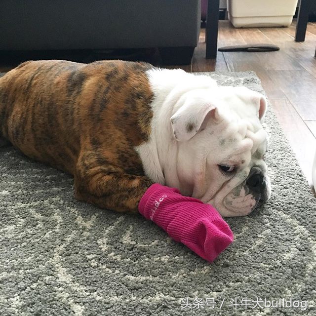 养英国斗牛犬的优缺点,英国斗牛犬需要注意什么