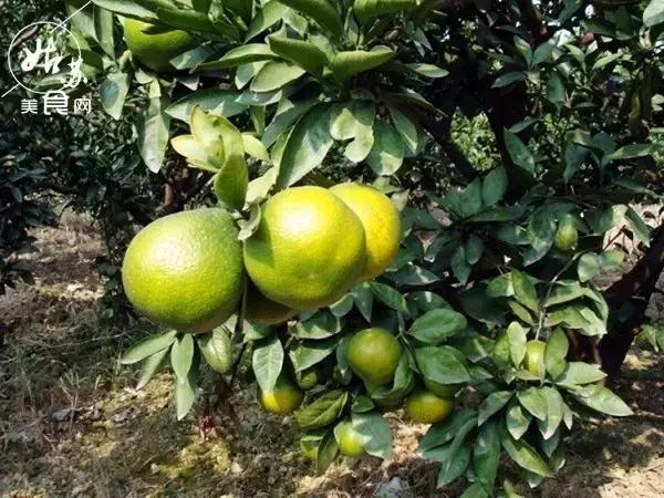 秋天就该送自己一场旅行，苏州最全“采橘攻略”先给你！