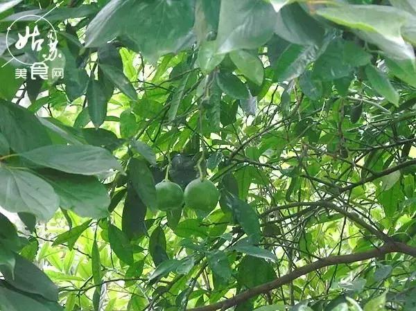 秋天就该送自己一场旅行，苏州最全“采橘攻略”先给你！