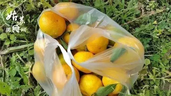 秋天就该送自己一场旅行，苏州最全“采橘攻略”先给你！