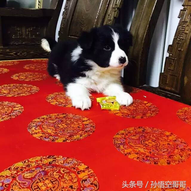 那些年我们养的萌宠,最聪明的边境牧羊犬好养不