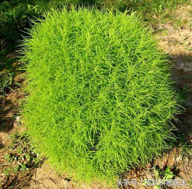 外阴湿疹瘙痒中药治疗,瘙痒性湿疹妇科