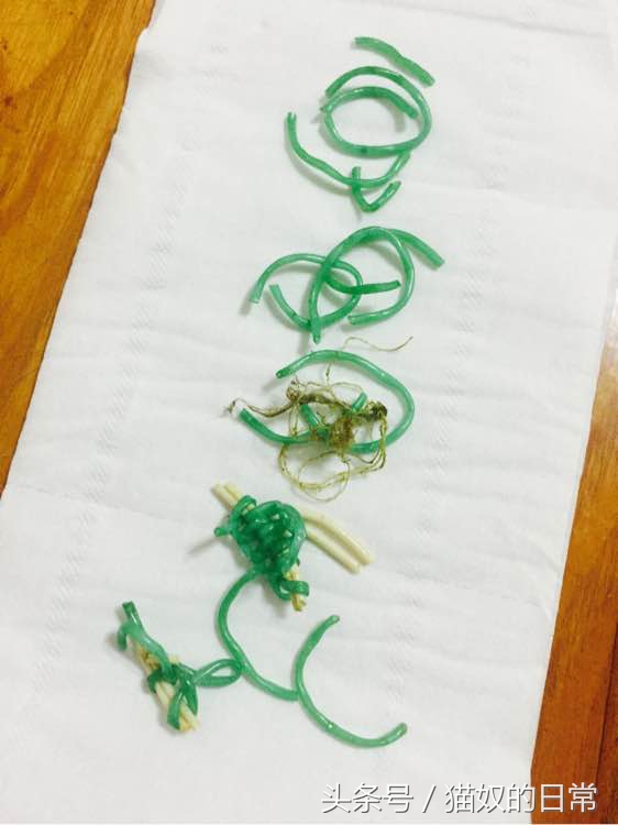 猫咪吃了皮筋但是还正常玩耍,猫咪吃了好长一截塑料绳