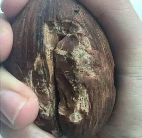 库克纯肉手串,库克手串啥做的