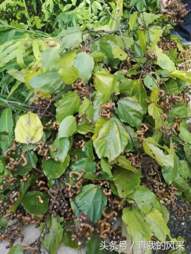 好食又好玩的广东信宜，约吗？