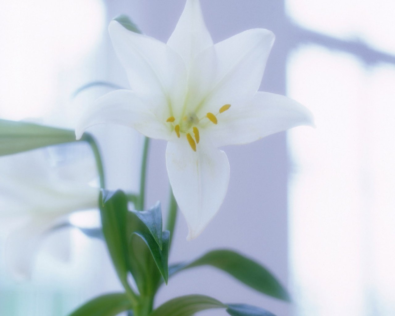 猫咪不吃东西,喵咪不能吃什么植物