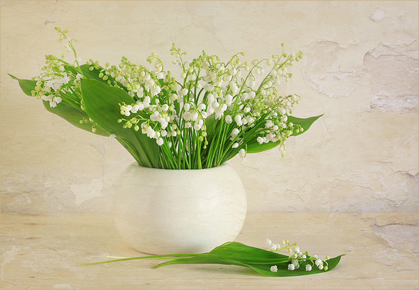 猫咪不吃东西,喵咪不能吃什么植物