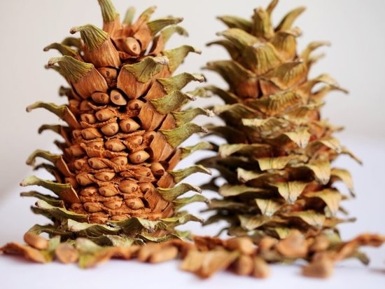 最养胎的九种坚果,坚果有哪些种类怀孕不能吃的