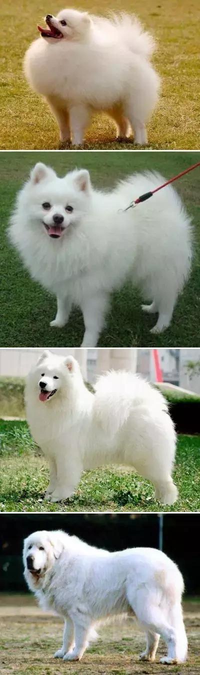 一梦谈狗：房子小不好养狗？帮你挑只博美吧...