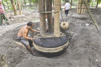 银杏树价格还能涨吗,银杏树价格一落千丈