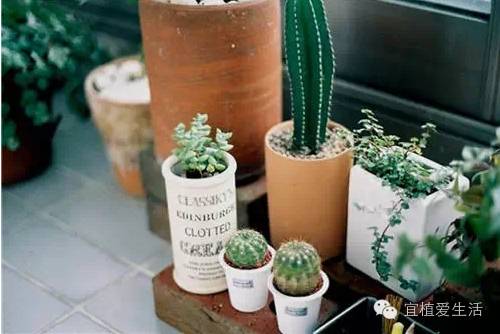 养花容易犯错的六大误区,养花易犯错误