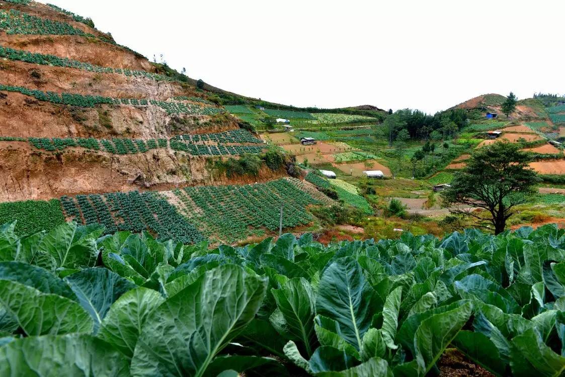 养鸡养羊还养生,德宏的这个地方,去了就不想走了!