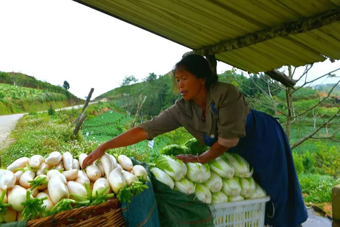 养鸡养羊还养生,德宏的这个地方,去了就不想走了!