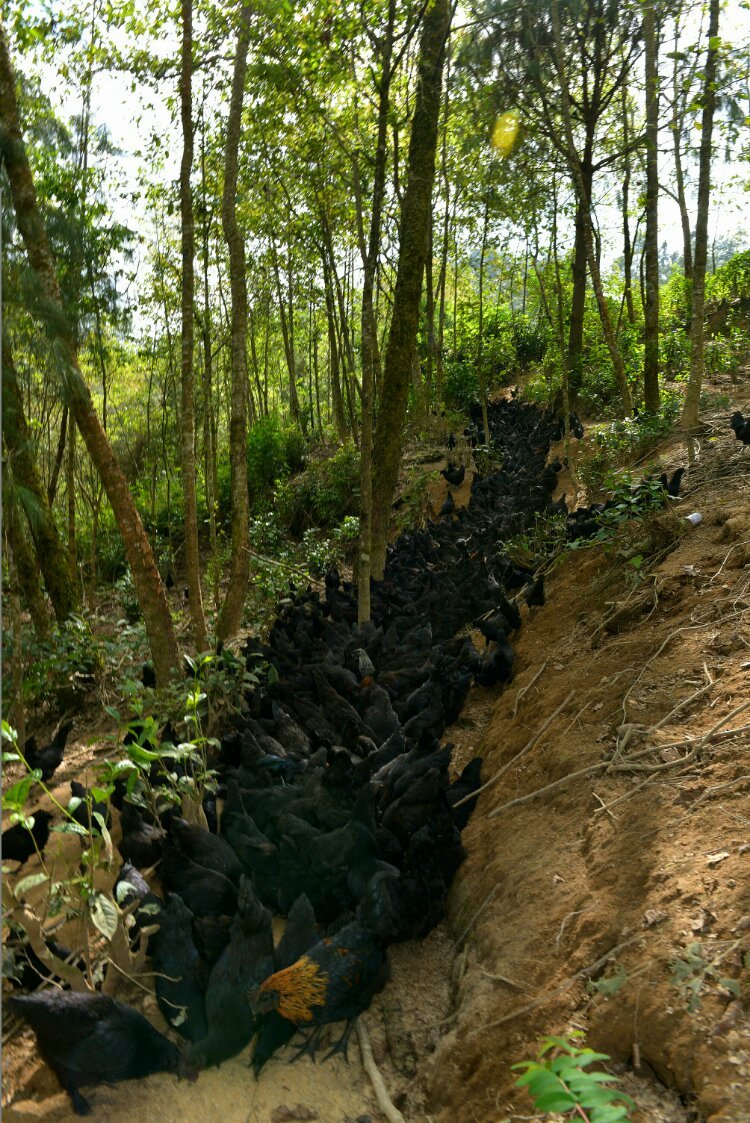 养鸡养羊还养生,德宏的这个地方,去了就不想走了!