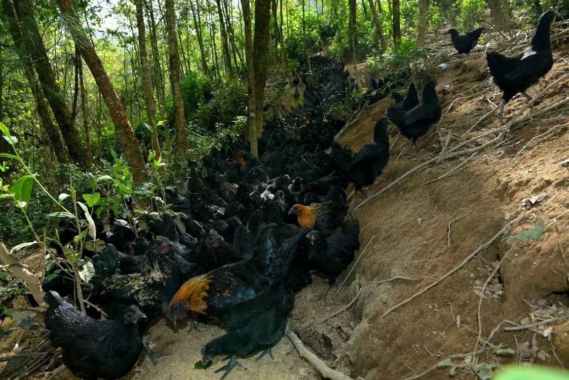 养鸡养羊还养生,德宏的这个地方,去了就不想走了!